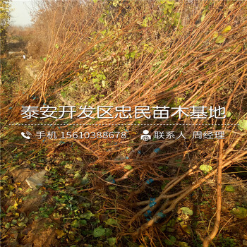 新品種2公分杏樹(shù)苗哪里有新品種2公分杏樹(shù)苗批發(fā)價(jià)格