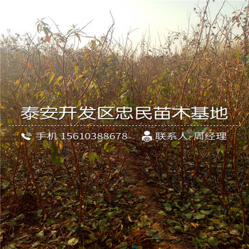 2018年3公分杏樹(shù)苗批發(fā)基地2018年3公分杏樹(shù)苗批發(fā)價(jià)格多少錢