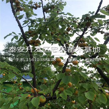 新品种红杏树苗价格行情新品种红杏树苗品种