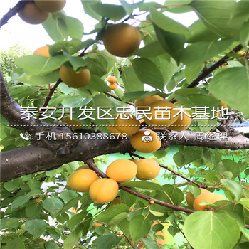 新品种4公分杏树苗出售基地新品种4公分杏树苗种植基地