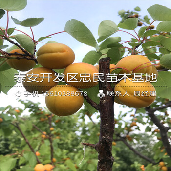 2018年9公分杏树苗价格2018年9公分杏树苗品种