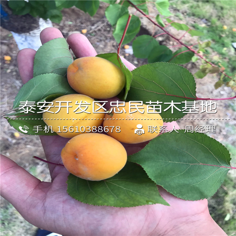 2018年珍珠油杏树苗哪里有2018年珍珠油杏树苗多少钱