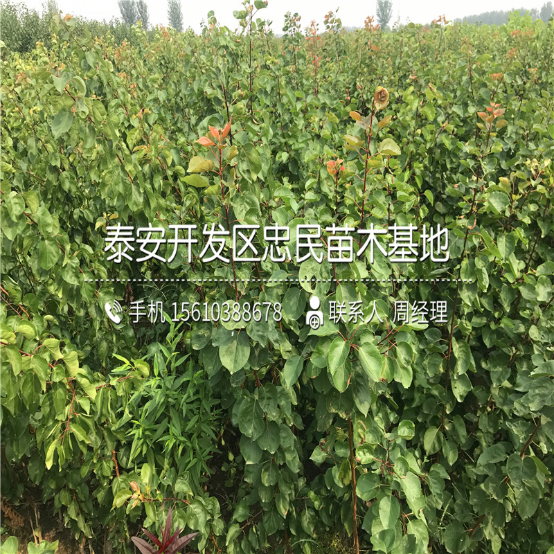 新品种珍珠油杏树苗批发什么价格新品种珍珠油杏树苗批发