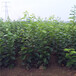 新品种3公分柿子树苗、3公分柿子树苗批发厂家