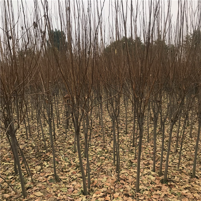 哪里出售火晶柿子树苗火晶柿子树苗销售基地