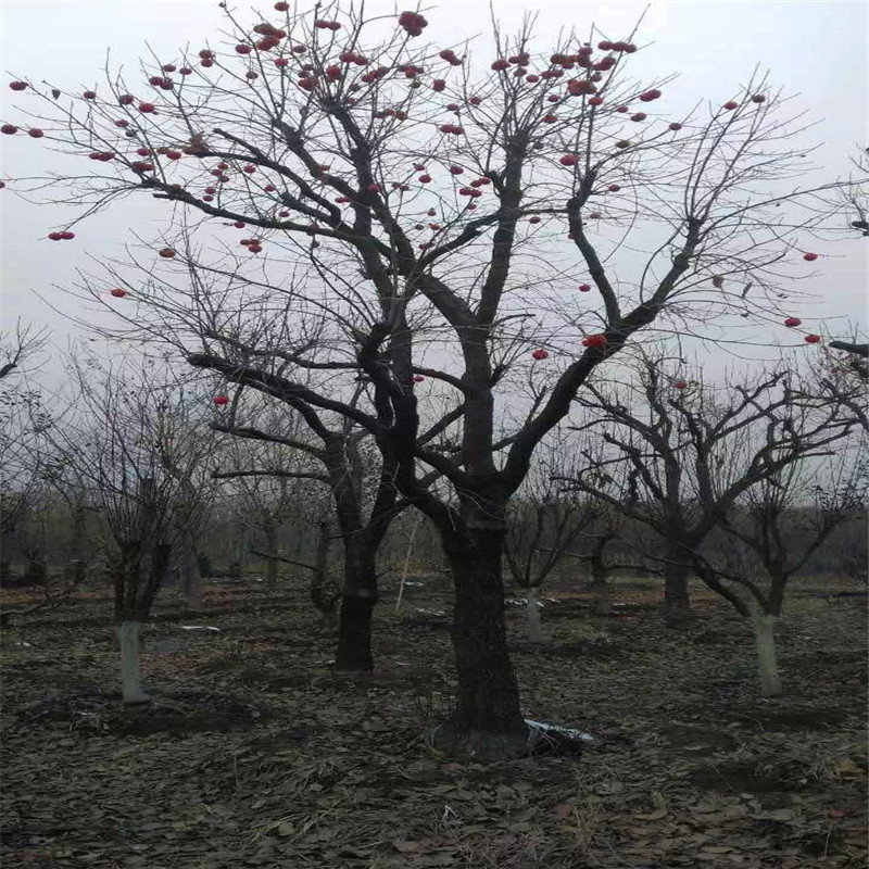 出售甜脆柿子树苗甜脆柿子树苗批发价格