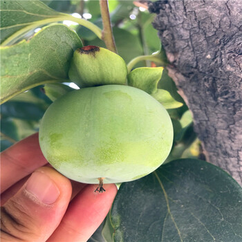 嫁接1公分柿子樹苗、1公分柿子樹苗出售供應(yīng)