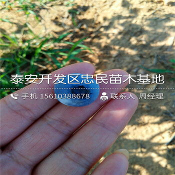 2018年早藍(lán)藍(lán)莓苗價格多少錢2018年早藍(lán)藍(lán)莓苗基地