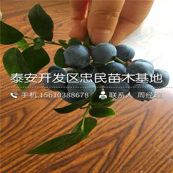 2018年迪克西藍(lán)莓苗批發(fā)什么價(jià)格2018年迪克西藍(lán)莓苗銷售價(jià)格