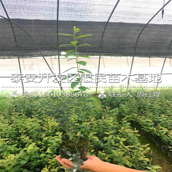 山東美登藍莓苗哪里批發(fā)山東美登藍莓苗批發(fā)
