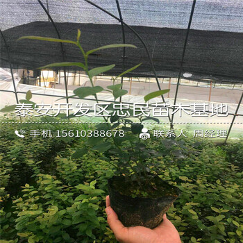 2018年塞拉藍莓苗多少錢2018年塞拉藍莓苗出售