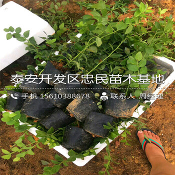 山東珠寶藍(lán)莓苗哪里出售山東珠寶藍(lán)莓苗基地
