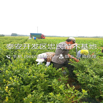 2018年莱格西蓝莓苗价格2018年莱格西蓝莓苗出售基地