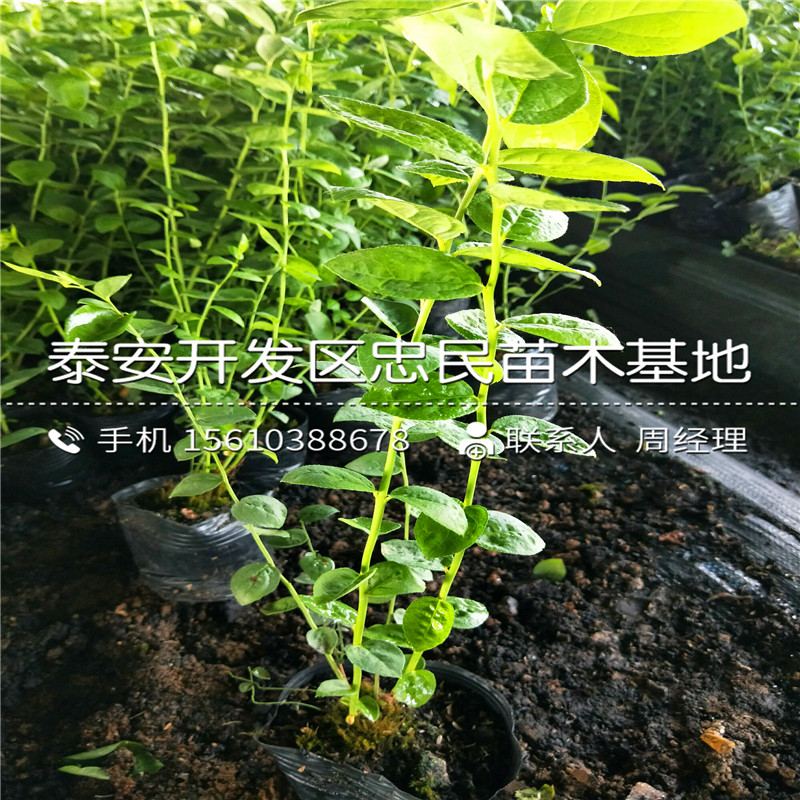 2018年蓝莓树苗哪里出售2018年蓝莓树苗哪里有