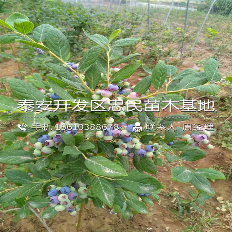 2019年早蓝蓝莓苗价格多少钱