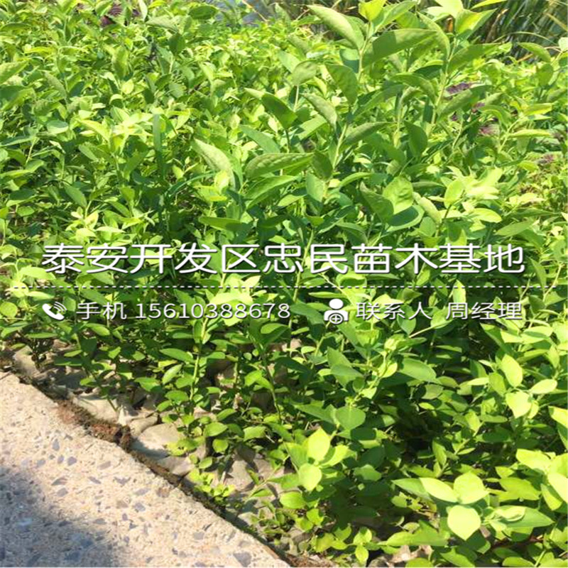 山东兔眼蓝莓苗价格多少钱山东兔眼蓝莓苗种植基地