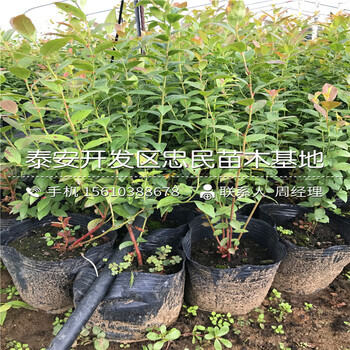 2018年大藍(lán)金藍(lán)莓苗多少錢2018年大藍(lán)金藍(lán)莓苗銷售價(jià)格