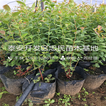 2018年藍(lán)莓樹苗哪里出售2018年藍(lán)莓樹苗哪里有