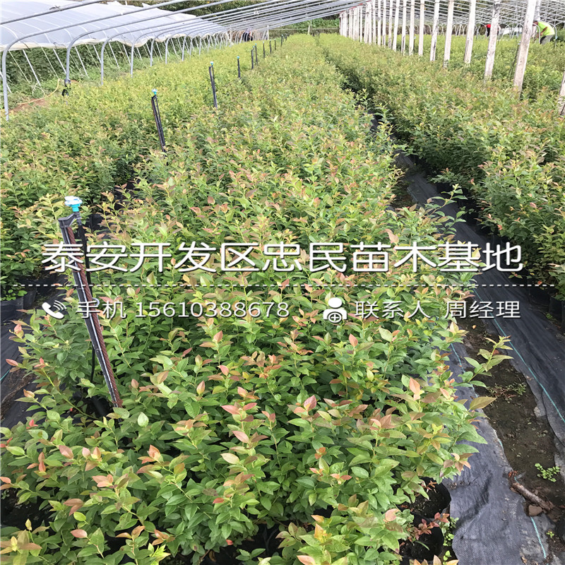 2018年两年生蓝莓苗批发价格2018年两年生蓝莓苗新品种