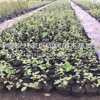 山東兩年生藍莓苗報價山東兩年生藍莓苗種植基地