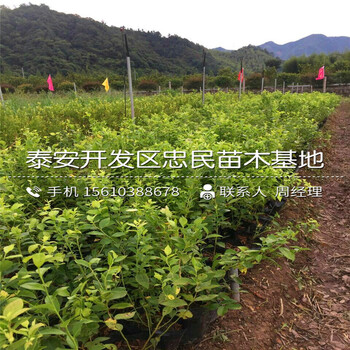山東美登藍(lán)莓苗哪里批發(fā)山東美登藍(lán)莓苗新品種