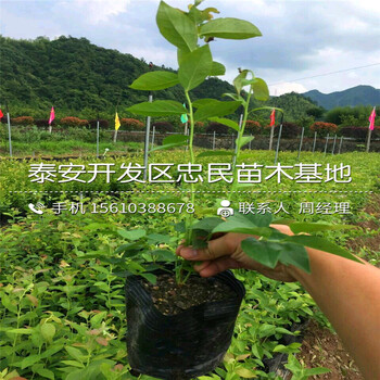 2018年奧尼爾藍莓苗報價2018年奧尼爾藍莓苗什么價格