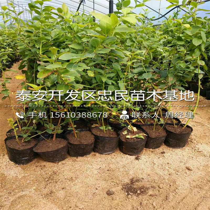 2018年莱格西蓝莓苗价格2018年莱格西蓝莓苗出售基地