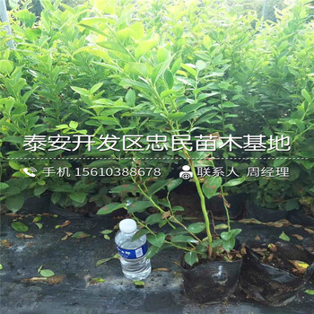 2018年藍豐藍莓苗出售價格2018年藍豐藍莓苗種植基地