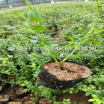 2018年北村藍(lán)莓苗批發(fā)價(jià)格2018年北村藍(lán)莓苗哪里價(jià)格便宜