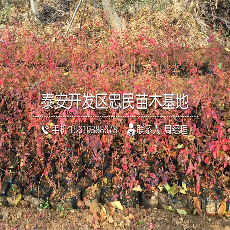 山东兔眼蓝莓苗价格多少钱山东兔眼蓝莓苗种植基地