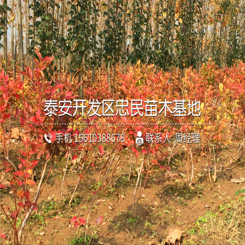 2019年南高丛蓝莓苗、南高丛蓝莓苗批发