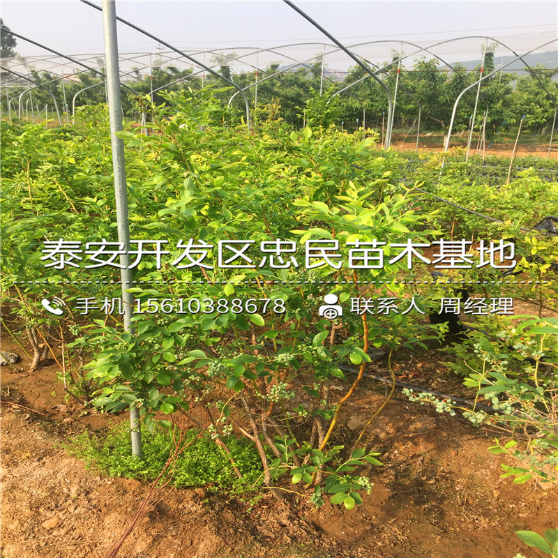 山东夏普蓝蓝莓苗批发价格山东夏普蓝蓝莓苗基地