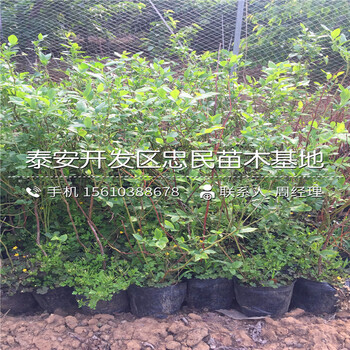 山東達柔藍莓苗批發(fā)價格多少山東達柔藍莓苗銷售價格