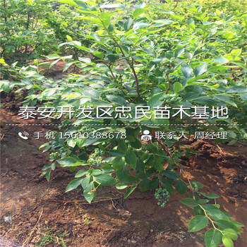 山东迪克西蓝莓苗批发价格多少山东迪克西蓝莓苗基地