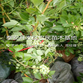 山东斯巴坦蓝莓苗批发价格多少山东斯巴坦蓝莓苗种植基地