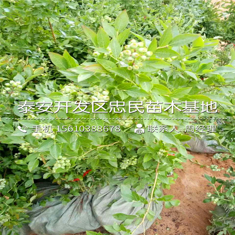 新品种鲁丽苹果苗出售