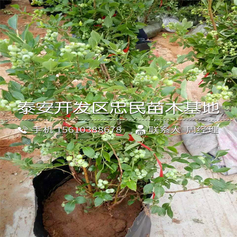 山东斯巴坦蓝莓苗批发价格多少山东斯巴坦蓝莓苗种植基地