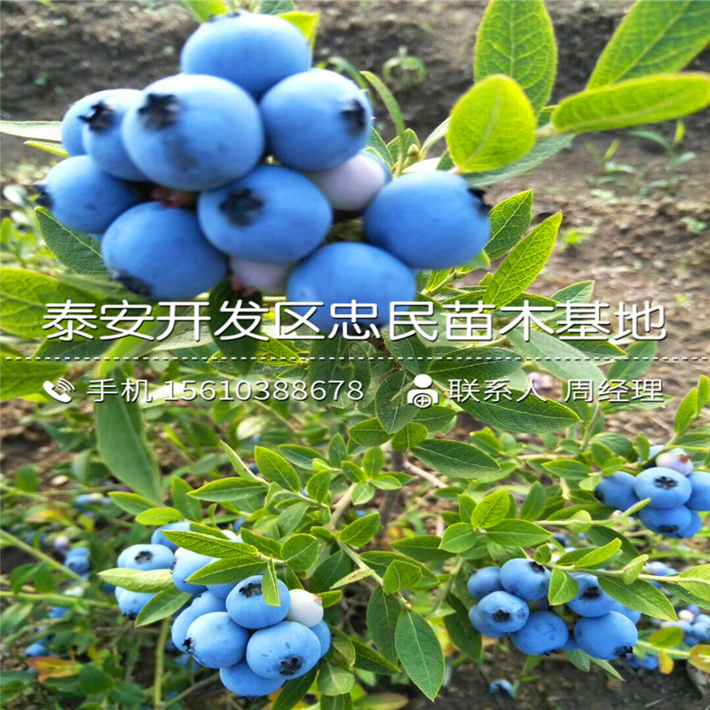 山东珠宝蓝莓苗批发价格多少山东珠宝蓝莓苗出售