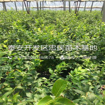 2018年萊格西藍(lán)莓苗批發(fā)價(jià)格2018年萊格西藍(lán)莓苗銷售基地