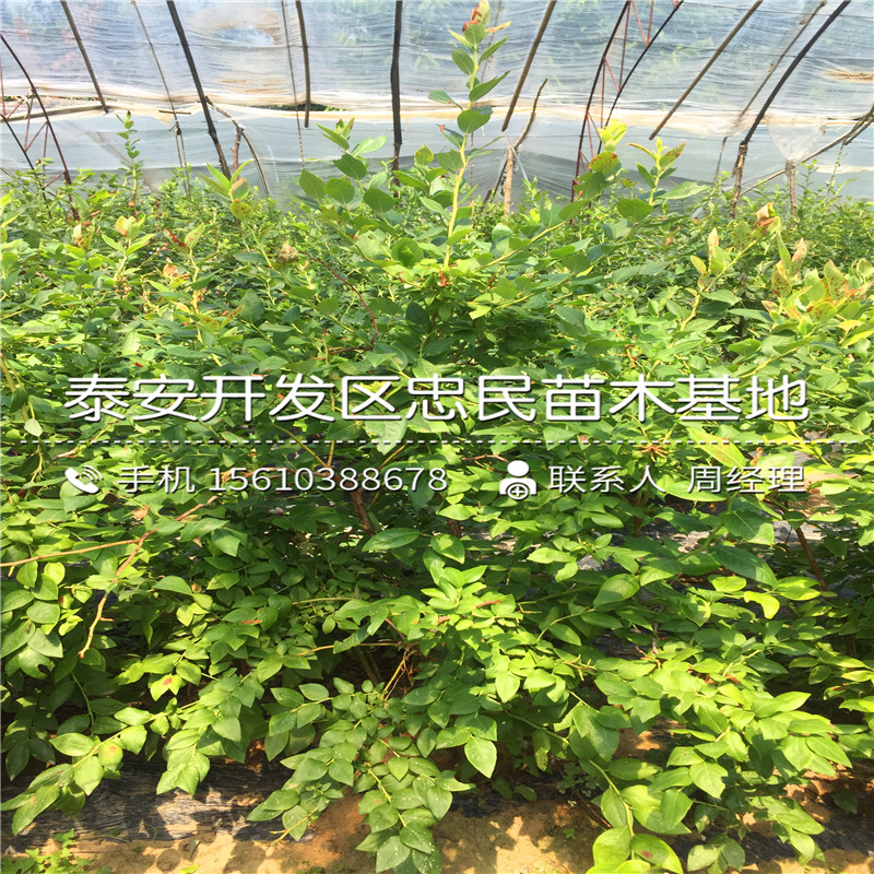 山东斯巴坦蓝莓苗批发价格多少山东斯巴坦蓝莓苗种植基地