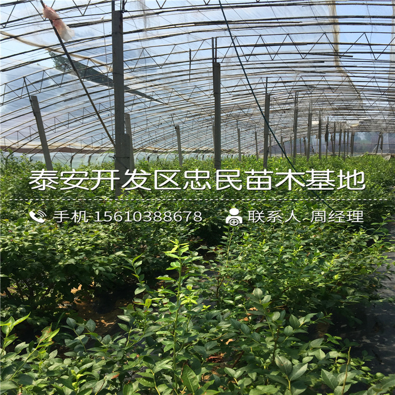 2018年一年生蓝莓苗报价2018年一年生蓝莓苗批发基地