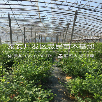 2018年兔眼藍(lán)莓苗批發(fā)價(jià)格多少2018年兔眼藍(lán)莓苗銷售基地
