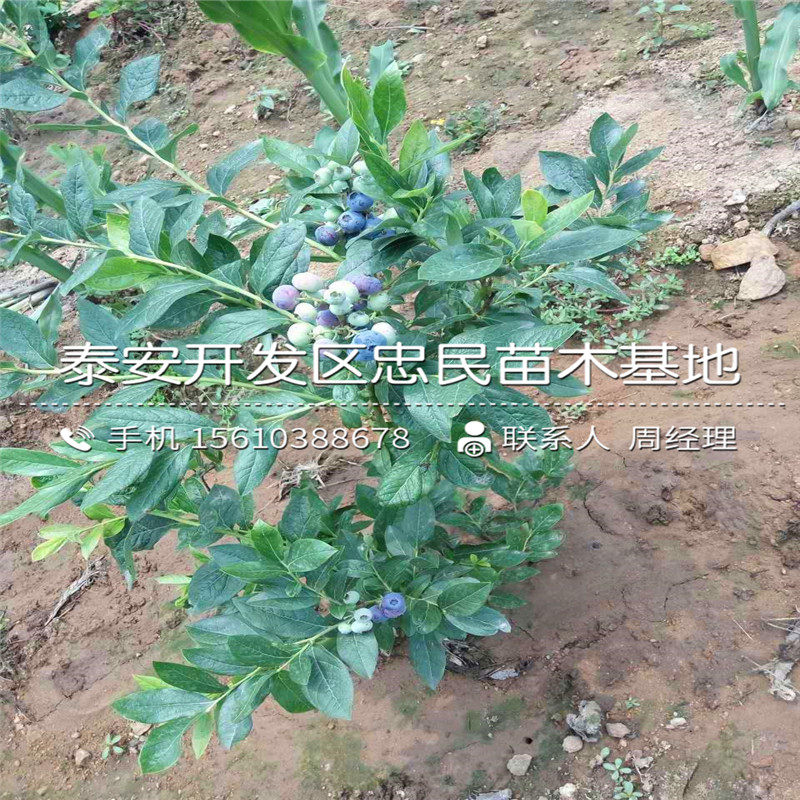 2018年地栽蓝莓苗批发什么价格2018年地栽蓝莓苗种植基地