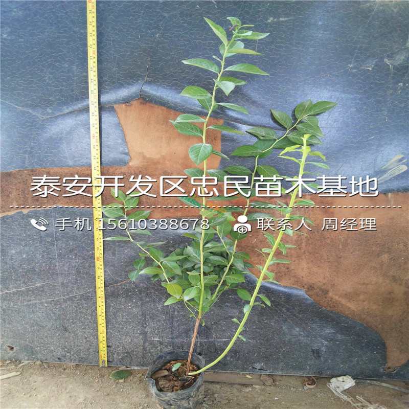 山東杜克藍(lán)莓苗出售價(jià)格山東杜克藍(lán)莓苗批發(fā)