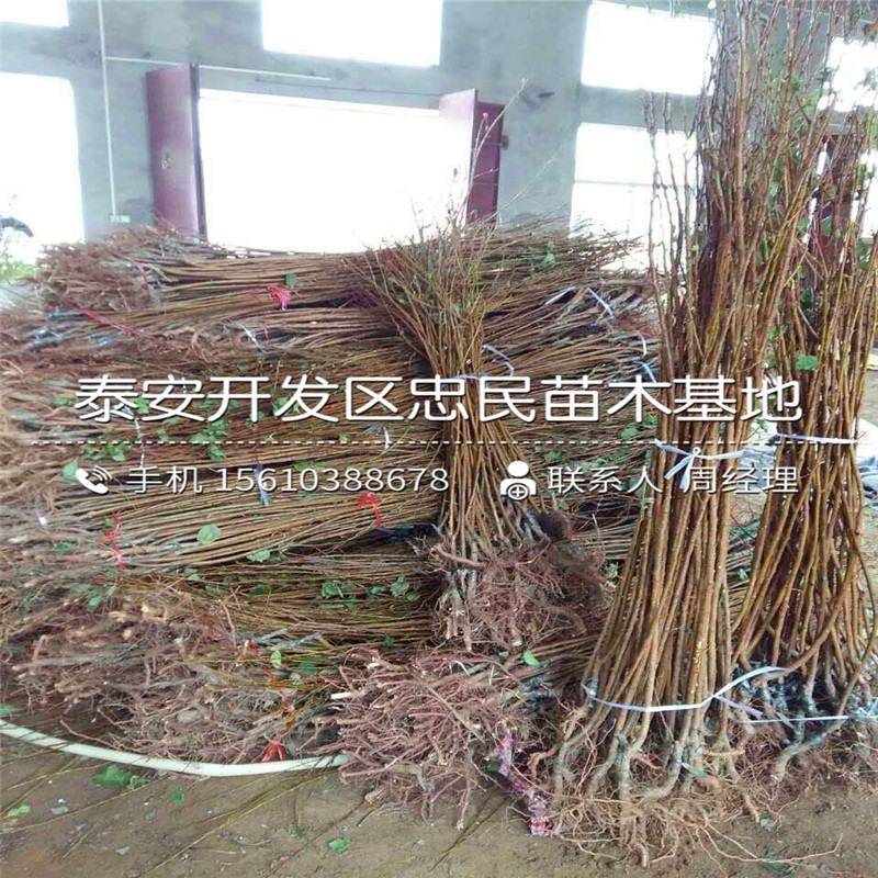 柿子小苗哪里有、柿子小苗格