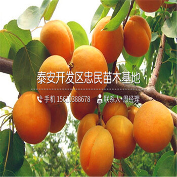 哪里出售4公分杏樹苗、4公分杏樹苗批發(fā)價(jià)格多少