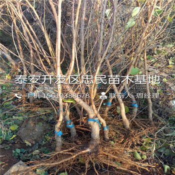 什么地方可以買到2公分杏樹苗、2公分杏樹苗價格