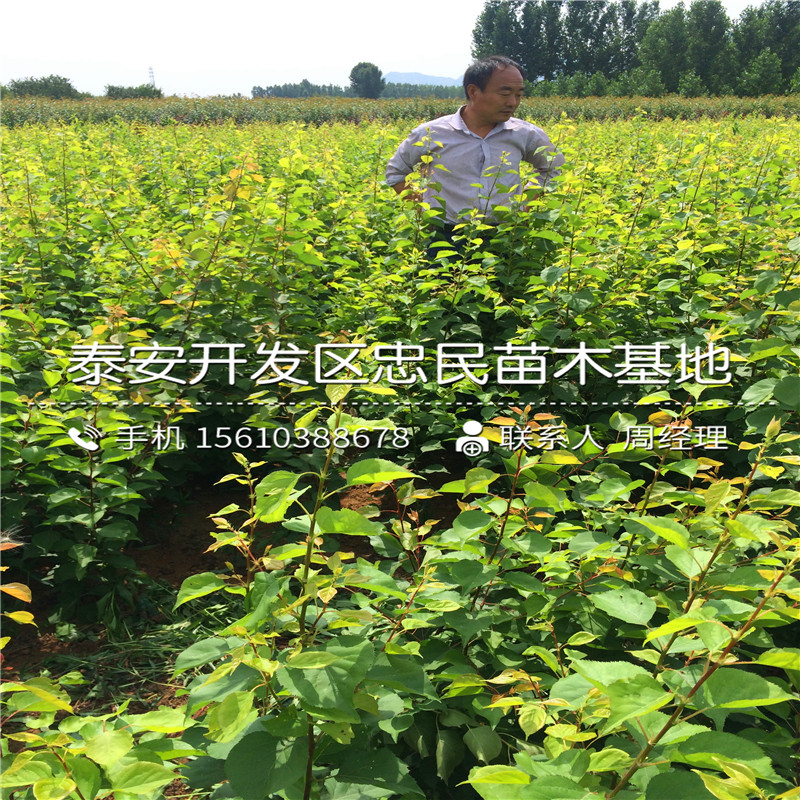 柿子小苗基地、柿子小苗出售多少錢(qián)