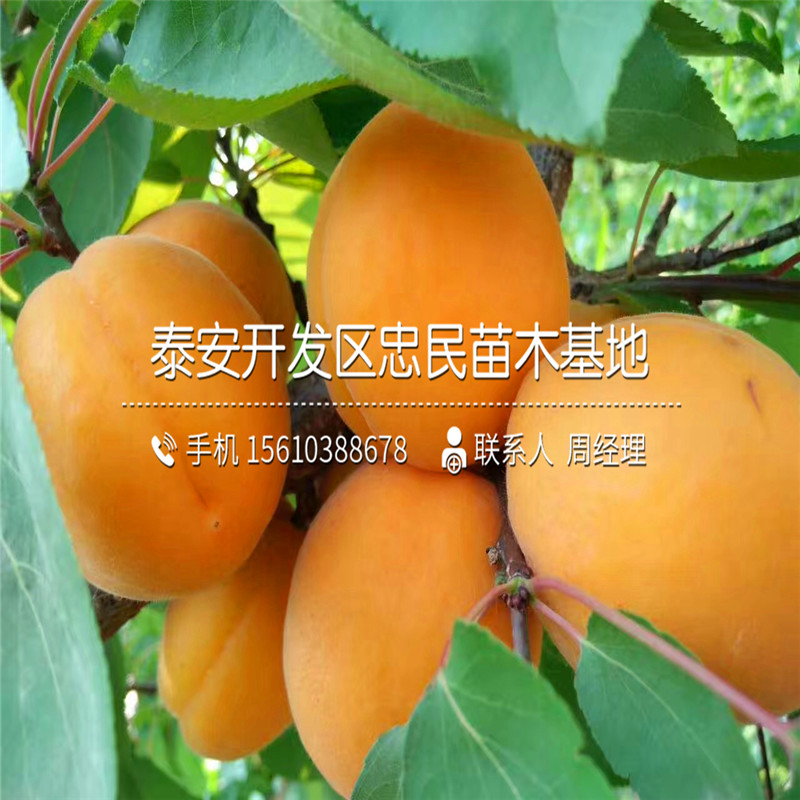 求購(gòu)8公分杏樹(shù)苗、8公分杏樹(shù)苗種植基地
