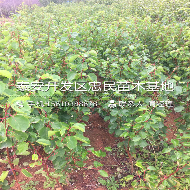 新品種寶蓋柿子樹苗基地、寶蓋柿子樹苗格